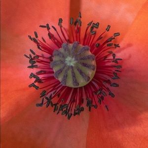 Meet your Posher, Ellen